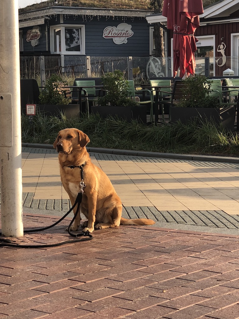ᐅ Urlaub mit dem Hund in Scharbeutz Infos &amp; Geheimtipps